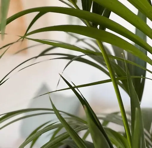 Lovely Casita Jade Πλάγια Μπλάνκα